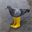Pigeon In Yellow Boots (PIGEON)