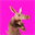 Aardvark (VARK)